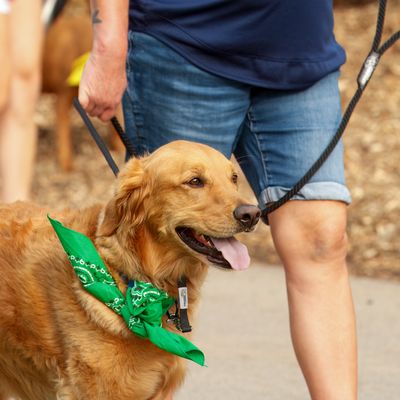 A dog wearing a green pack walk bandana