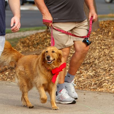 A dog wearing a red pack walk bandana