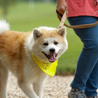 A dog wearing a yellow pack walk bandana